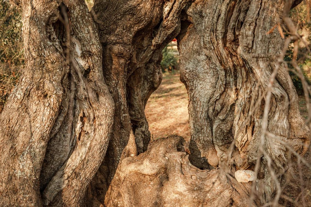 Sikalindi Apulia Villa Gagliano del Capo Dış mekan fotoğraf